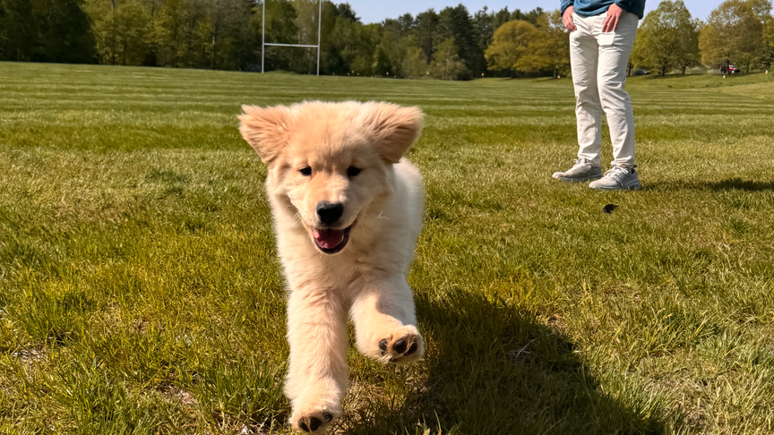 Doggo name